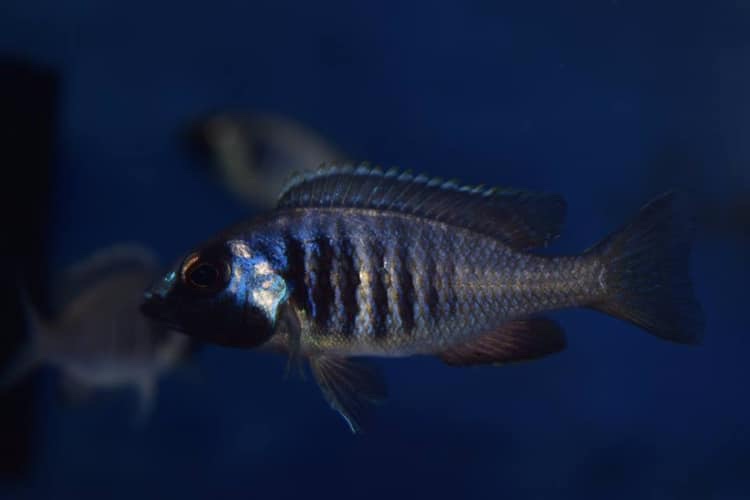 Placidochromis electra 'Fort Maguire'